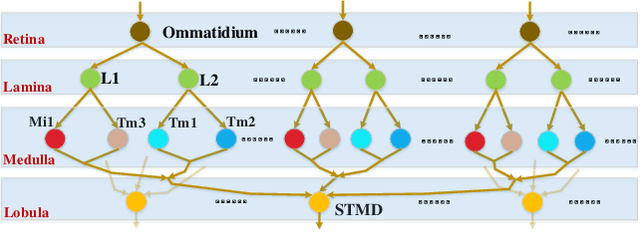 Figure 1 for A Directionally Selective Small Target Motion Detecting Visual Neural Network in Cluttered Backgrounds