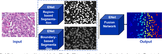 Figure 1 for Deep Learning Models Delineates Multiple Nuclear Phenotypes in H&E Stained Histology Sections