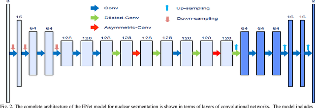 Figure 2 for Deep Learning Models Delineates Multiple Nuclear Phenotypes in H&E Stained Histology Sections