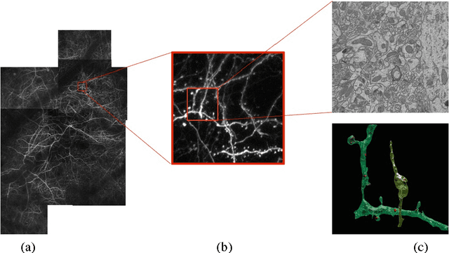 Figure 1 for Modeling Brain Circuitry over a Wide Range of Scales