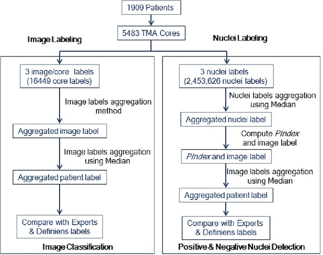 Figure 1 for Crowdsourcing scoring of immunohistochemistry images: Evaluating Performance of the Crowd and an Automated Computational Method