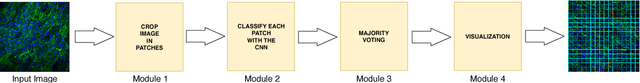 Figure 4 for A Convolutional Neural Network for the Automatic Diagnosis of Collagen VI related Muscular Dystrophies