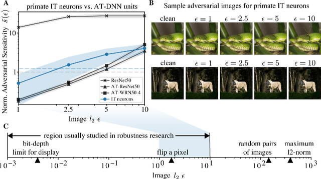 Figure 1 for Adversarially trained neural representations may already be as robust as corresponding biological neural representations