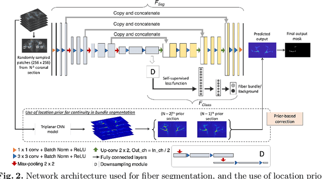 Figure 3 for Constrained self-supervised method with temporal ensembling for fiber bundle detection on anatomic tracing data