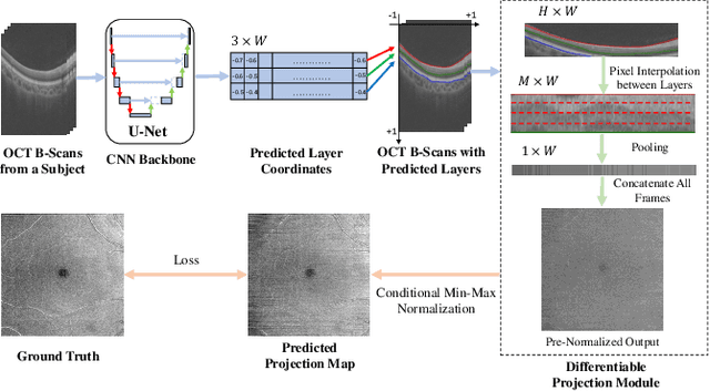 Figure 1 for Differentiable Projection from Optical Coherence Tomography B-Scan without Retinal Layer Segmentation Supervision