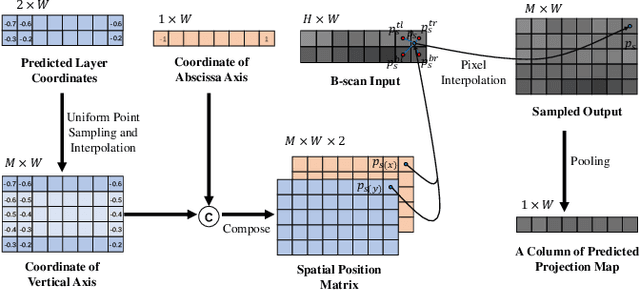 Figure 4 for Differentiable Projection from Optical Coherence Tomography B-Scan without Retinal Layer Segmentation Supervision