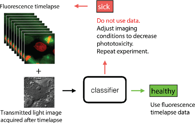 Figure 1 for DeadNet: Identifying Phototoxicity from Label-free Microscopy Images of Cells using Deep ConvNets