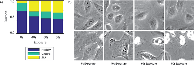 Figure 3 for DeadNet: Identifying Phototoxicity from Label-free Microscopy Images of Cells using Deep ConvNets