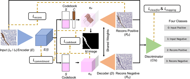 Figure 3 for CaCL: Class-aware Codebook Learning for Weakly Supervised Segmentation on Diffuse Image Patterns