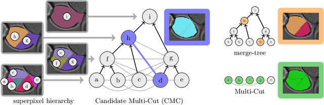 Figure 1 for The Candidate Multi-Cut for Cell Segmentation
