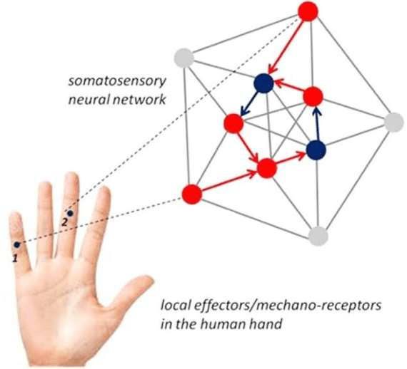 Figure 1 for Correlating grip force signals from multiple sensors highlights prehensile control strategies in a complex task-user system
