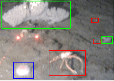 Figure 1 for Context-Driven Detection of Invertebrate Species in Deep-Sea Video