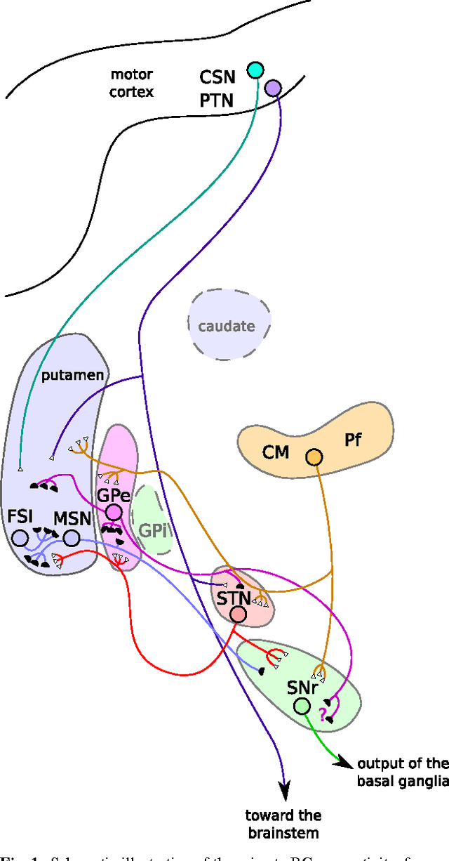 Figure 1 for A biologically constrained model of the whole basal ganglia addressing the paradoxes of connections and selection