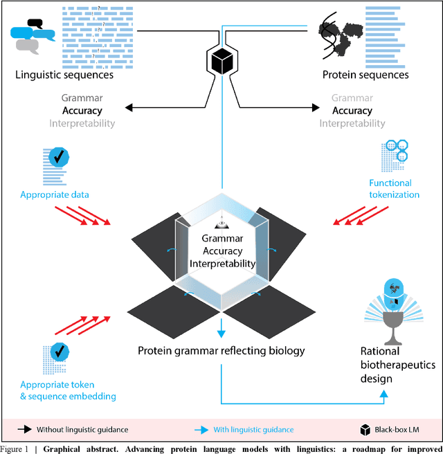 Figure 1 for Advancing protein language models with linguistics: a roadmap for improved interpretability