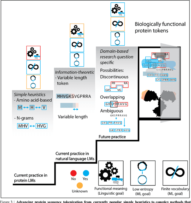 Figure 3 for Advancing protein language models with linguistics: a roadmap for improved interpretability