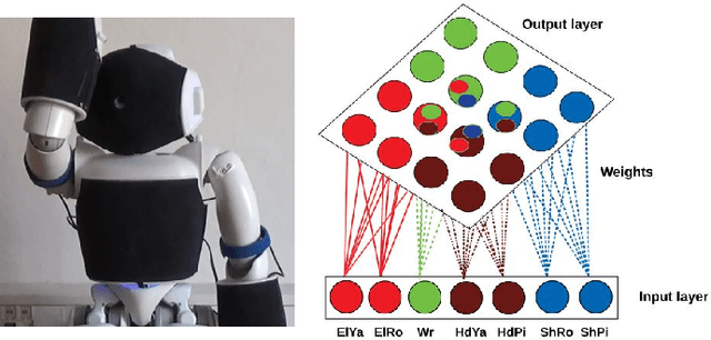 Figure 1 for The homunculus for proprioception: Toward learning the representation of a humanoid robot's joint space using self-organizing maps