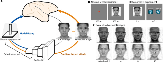 Figure 1 for Adversarial images for the primate brain