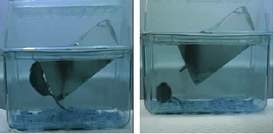 Figure 1 for Unsupervised detection of mouse behavioural anomalies using two-stream convolutional autoencoders