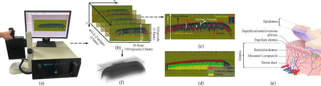 Figure 2 for A Uniform Representation Learning Method for OCT-based Fingerprint Presentation Attack Detection and Reconstruction