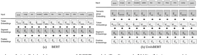 Figure 2 for UmlsBERT: Clinical Domain Knowledge Augmentation of Contextual Embeddings Using the Unified Medical Language System Metathesaurus