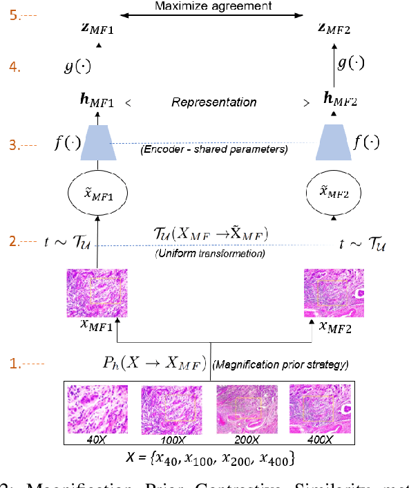 Figure 2 for Magnification Prior: A Self-Supervised Method for Learning Representations on Breast Cancer Histopathological Images