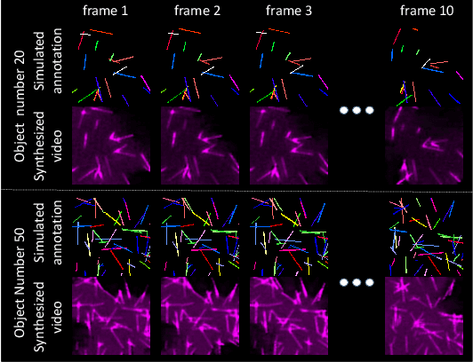 Figure 4 for ASIST: Annotation-free synthetic instance segmentation and tracking for microscope video analysis