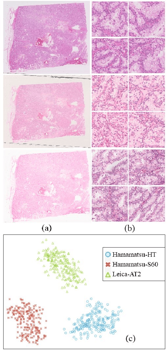 Figure 3 for MultiPathGAN: Structure Preserving Stain Normalization using Unsupervised Multi-domain Adversarial Network with Perception Loss
