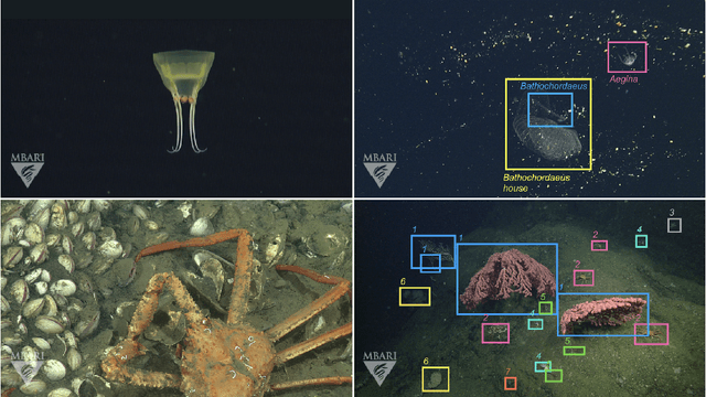 Figure 2 for FathomNet: An underwater image training database for ocean exploration and discovery