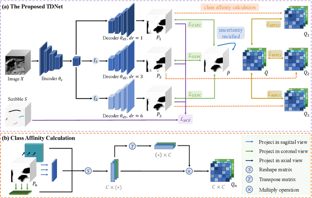 Figure 1 for Scribble-based 3D Multiple Abdominal Organ Segmentation via Triple-branch Multi-dilated Network with Pixel- and Class-wise Consistency