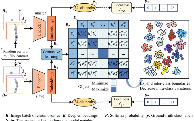 Figure 3 for Supervised Contrastive Learning for Fine-grained Chromosome Recognition