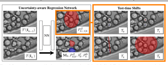 Figure 3 for Cell Tracking according to Biological Needs -- Strong Mitosis-aware Random-finite Sets Tracker with Aleatoric Uncertainty