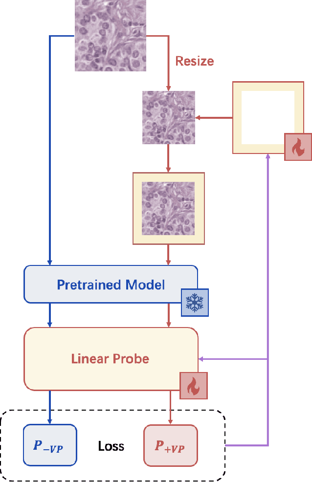 Figure 1 for MoVL:Exploring Fusion Strategies for the Domain-Adaptive Application of Pretrained Models in Medical Imaging Tasks