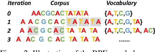 Figure 3 for DNABERT-2: Efficient Foundation Model and Benchmark For Multi-Species Genome