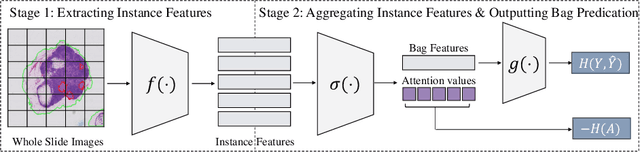 Figure 4 for ADR: Attention Diversification Regularization for Mitigating Overfitting in Multiple Instance Learning based Whole Slide Image Classification