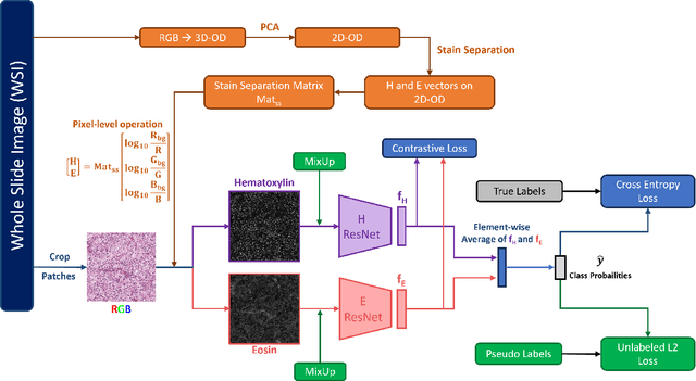 Figure 1 for CLASS-M: Adaptive stain separation-based contrastive learning with pseudo-labeling for histopathological image classification