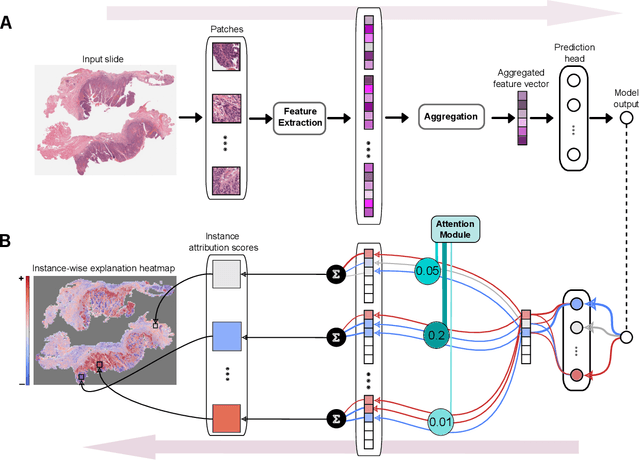 Figure 3 for xMIL: Insightful Explanations for Multiple Instance Learning in Histopathology