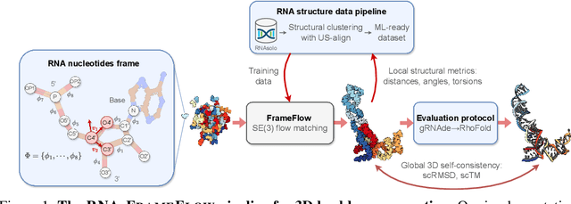 Figure 1 for RNA-FrameFlow: Flow Matching for de novo 3D RNA Backbone Design