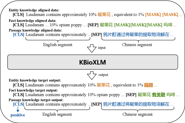 Figure 3 for KBioXLM: A Knowledge-anchored Biomedical Multilingual Pretrained Language Model