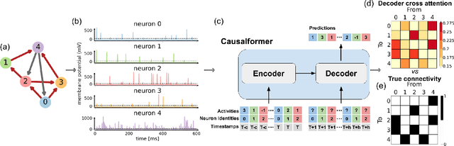 Figure 1 for Attention for Causal Relationship Discovery from Biological Neural Dynamics