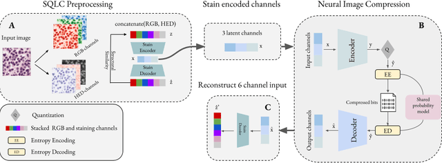 Figure 1 for Learned Image Compression for HE-stained Histopathological Images via Stain Deconvolution