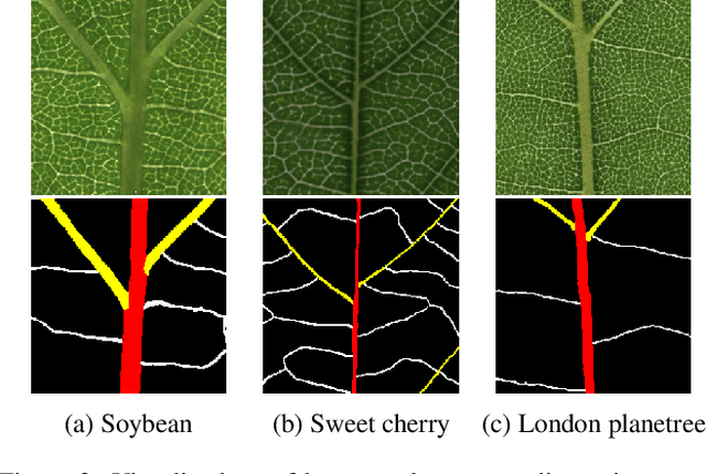 Figure 4 for Revealing Hierarchical Structure of Leaf Venations in Plant Science via Label-Efficient Segmentation: Dataset and Method