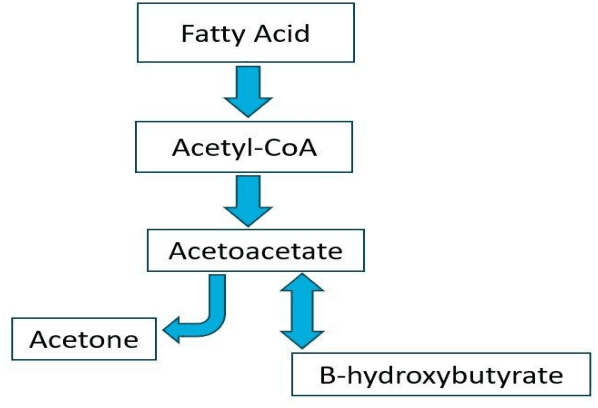 Figure 1 for Detection of Acetone as a Gas Biomarker for Diabetes Based on Gas Sensor Technology