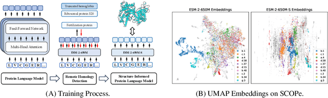 Figure 1 for Structure-Informed Protein Language Model