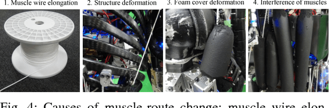 Figure 4 for Online Self-body Image Acquisition Considering Changes in Muscle Routes Caused by Softness of Body Tissue for Tendon-driven Musculoskeletal Humanoids