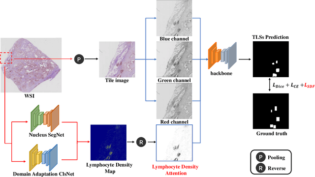 Figure 1 for A Weakly Supervised Segmentation Network Embedding Cross-scale Attention Guidance and Noise-sensitive Constraint for Detecting Tertiary Lymphoid Structures of Pancreatic Tumors