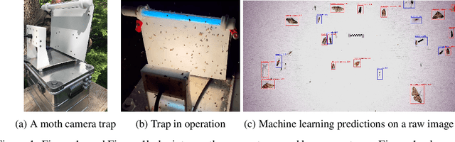 Figure 1 for A machine learning pipeline for automated insect monitoring