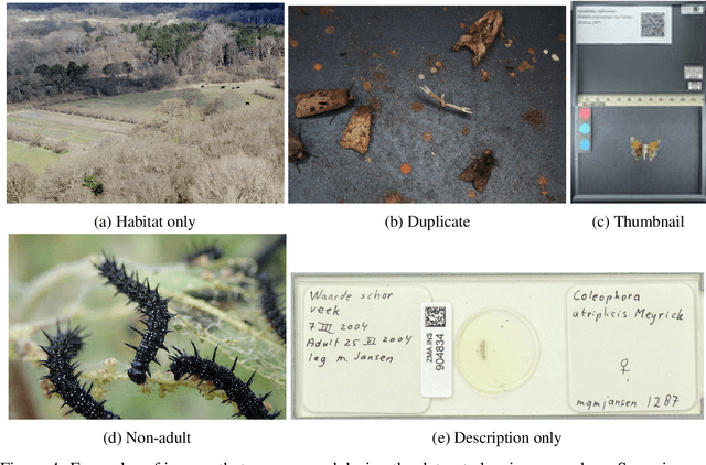 Figure 4 for A machine learning pipeline for automated insect monitoring