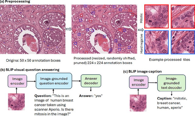 Figure 1 for Improving mitosis detection on histopathology images using large vision-language models