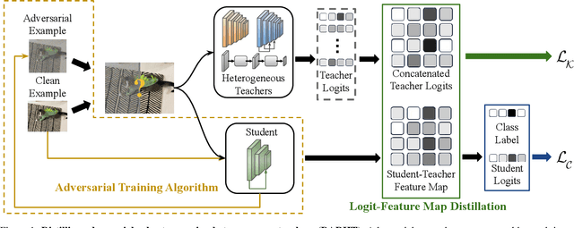 Figure 1 for Distilling Adversarial Robustness Using Heterogeneous Teachers