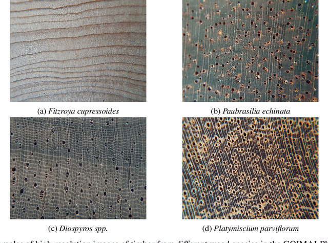 Figure 3 for Deep Learning methodology for the identification of wood species using high-resolution macroscopic images